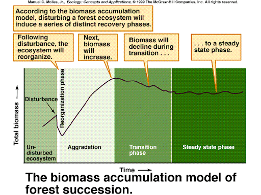 theres an **undisturbed ecosystem** 

\
\*\*\*disturbance\*\*\*

\
causes sharp decline 

\
following the disturbance, the ecosystem **reorganizes** (0-20 years… forest loses biomass, water, and nutrients)

\
**aggradation** occurs (100+ years) biomass starts to accumulate (water and nutrients are strongly retained - LOTS)

\
transition phase occurs, biomass declines from peak(loss of nutrients and increase in water)

\
steady state phase - biomass is between a steady fluctuation of a mean value 