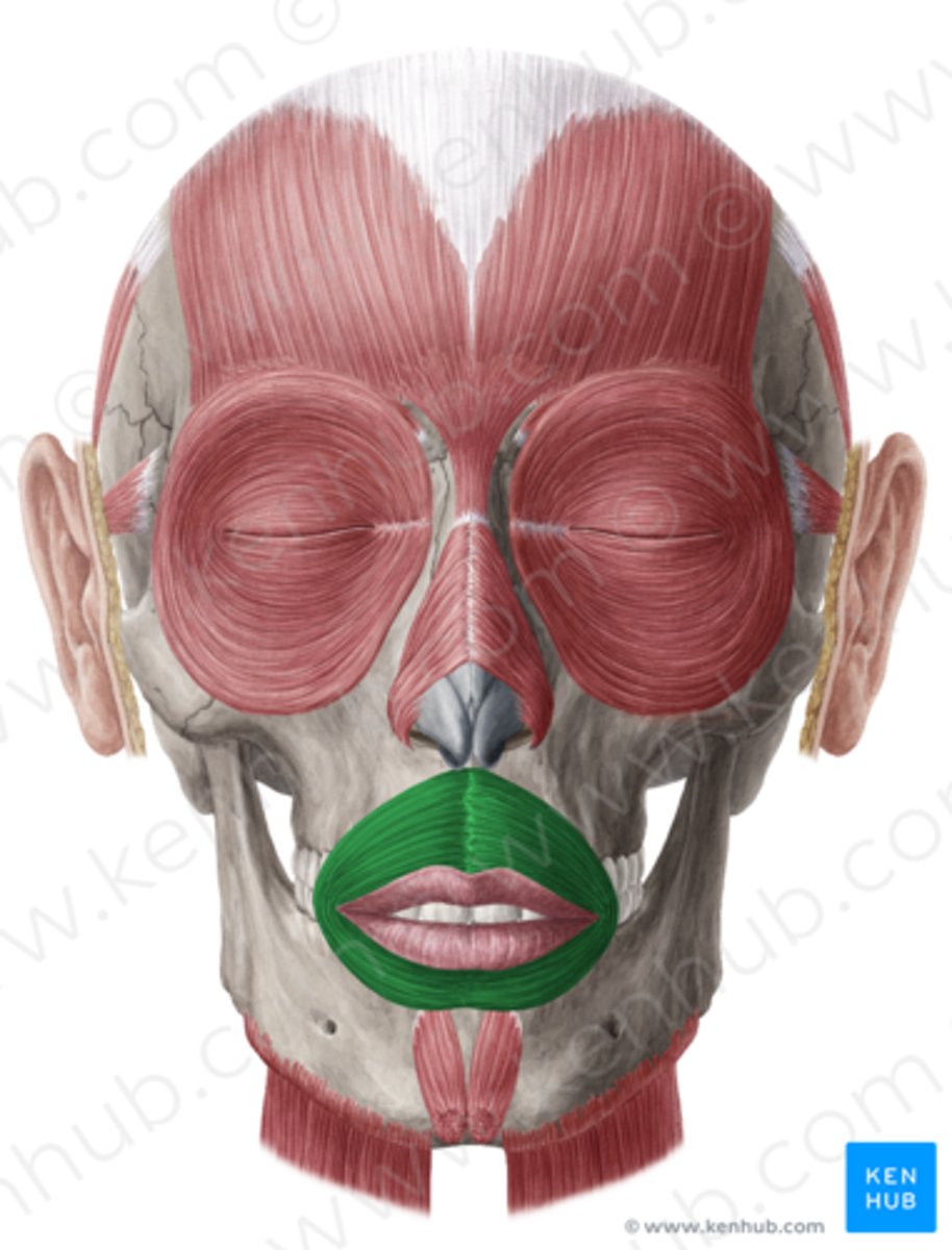 <p>Funktion: stänger munnen, rör och formar läppar för tal.</p>