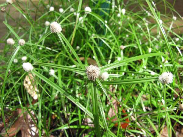 <p><span style="font-family: Inter, helvetica, arial, sans-serif">white water sedge or whitehead spikesedge</span></p>