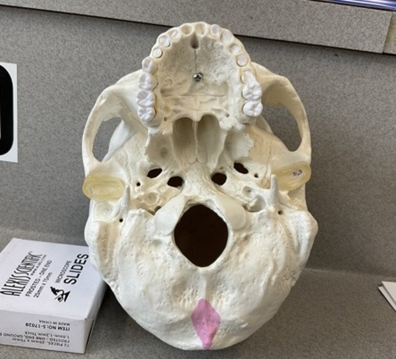 knowt flashcard image