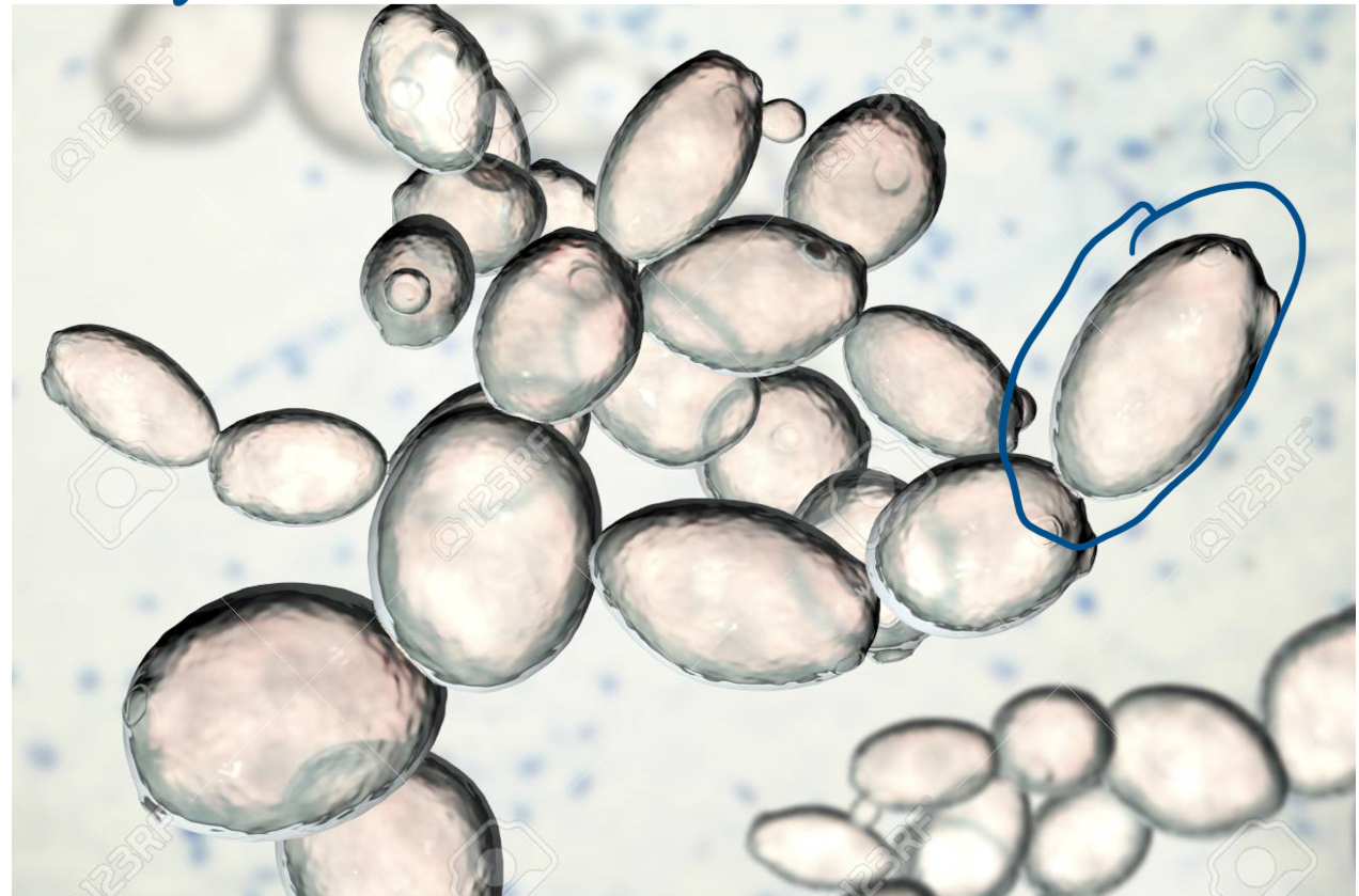 \-Unicellular

\-To identify _____ need Biochemical reactions(tests) to determine enzyme profile, biochemical reaction they catalyze. 