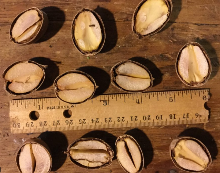 <ol><li><p>Ekollon är en nöt (enkel frukt)</p></li><li><p>Tror endast fruktämne med tanke på presentationens ordval?</p></li><li><p>Ekollon har en karpell, INGEN TYP AV PLACENTATION??</p></li><li><p>Vi köper hela, men äter inte SKALET</p></li></ol><p></p>