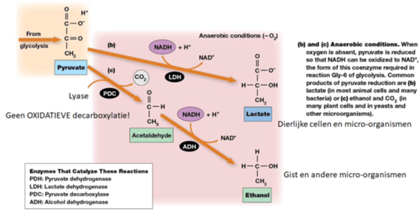 <p>pyruvaat wordt gereduceerd, NADH wordt geoxideerd. Pyruvaat neemt de elektronen op ter vorming van lactaat</p><p>dit gebeurt ook soms in aerobe omstandigheden trouwens, bv bij kankercellen</p>