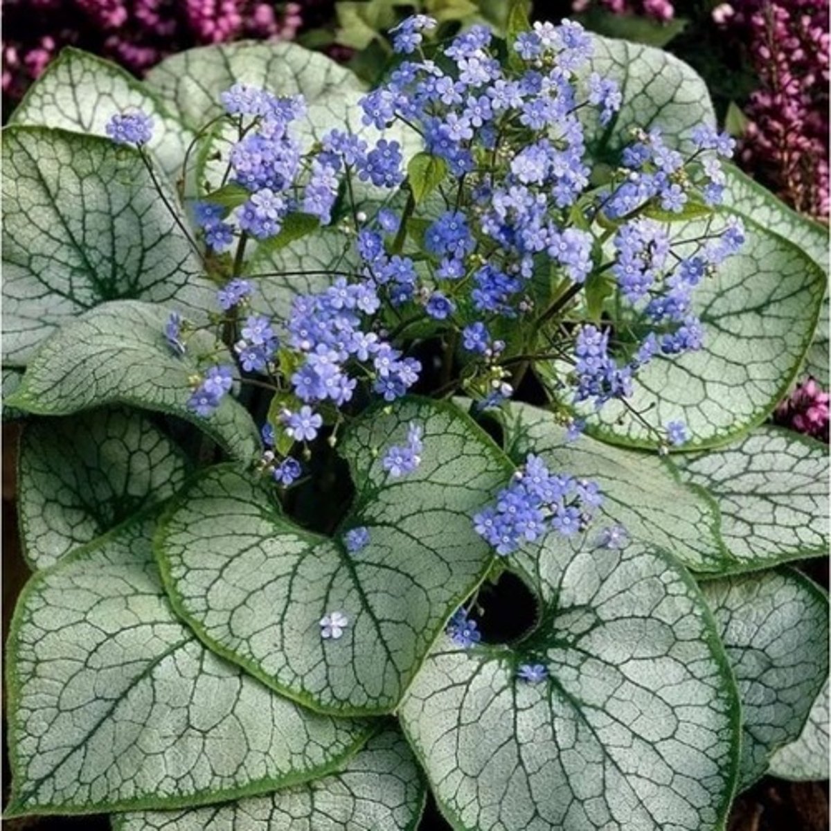 <p>brunera wielkolistna (szorstkolistne)</p>