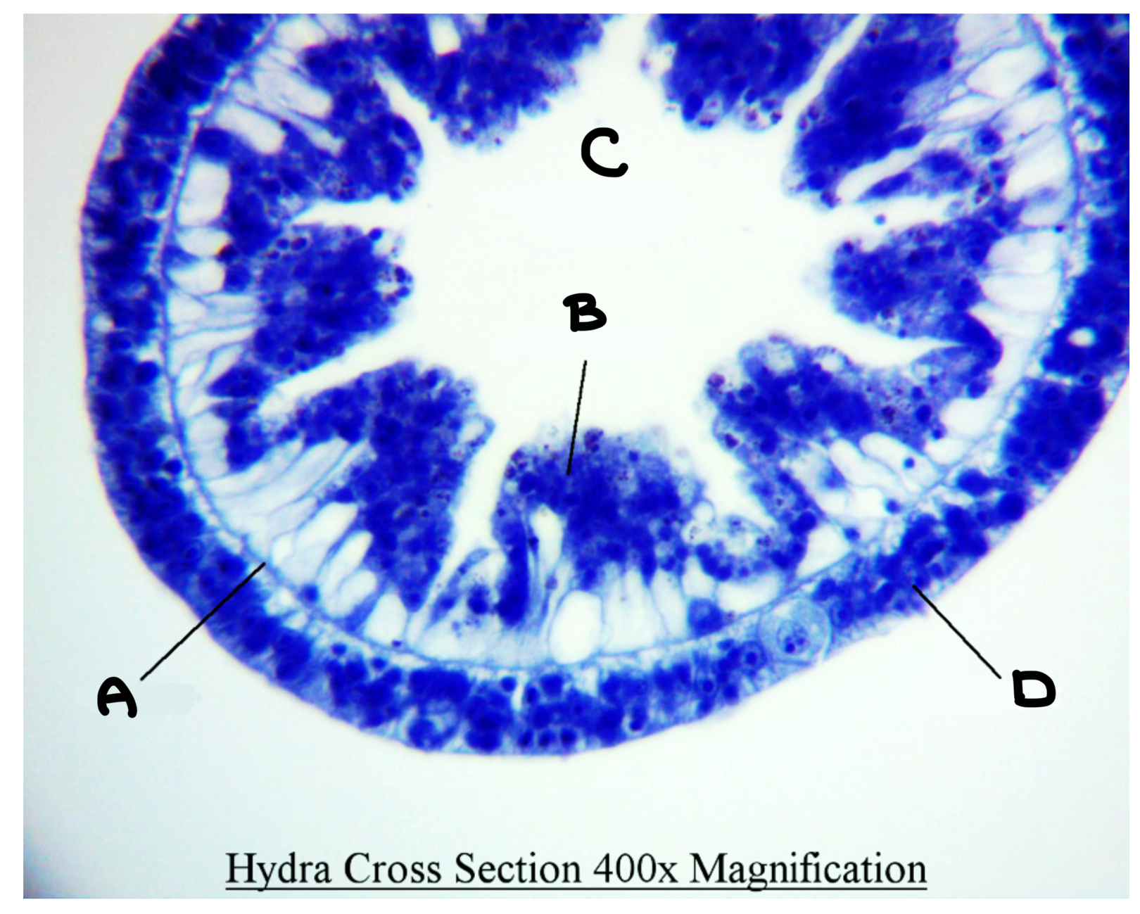 <p>What part of the hydra is labeled B</p>
