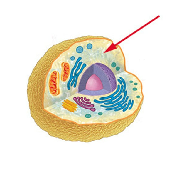 <p>A jellylike fluid inside the cell in which the organelles are suspended</p>