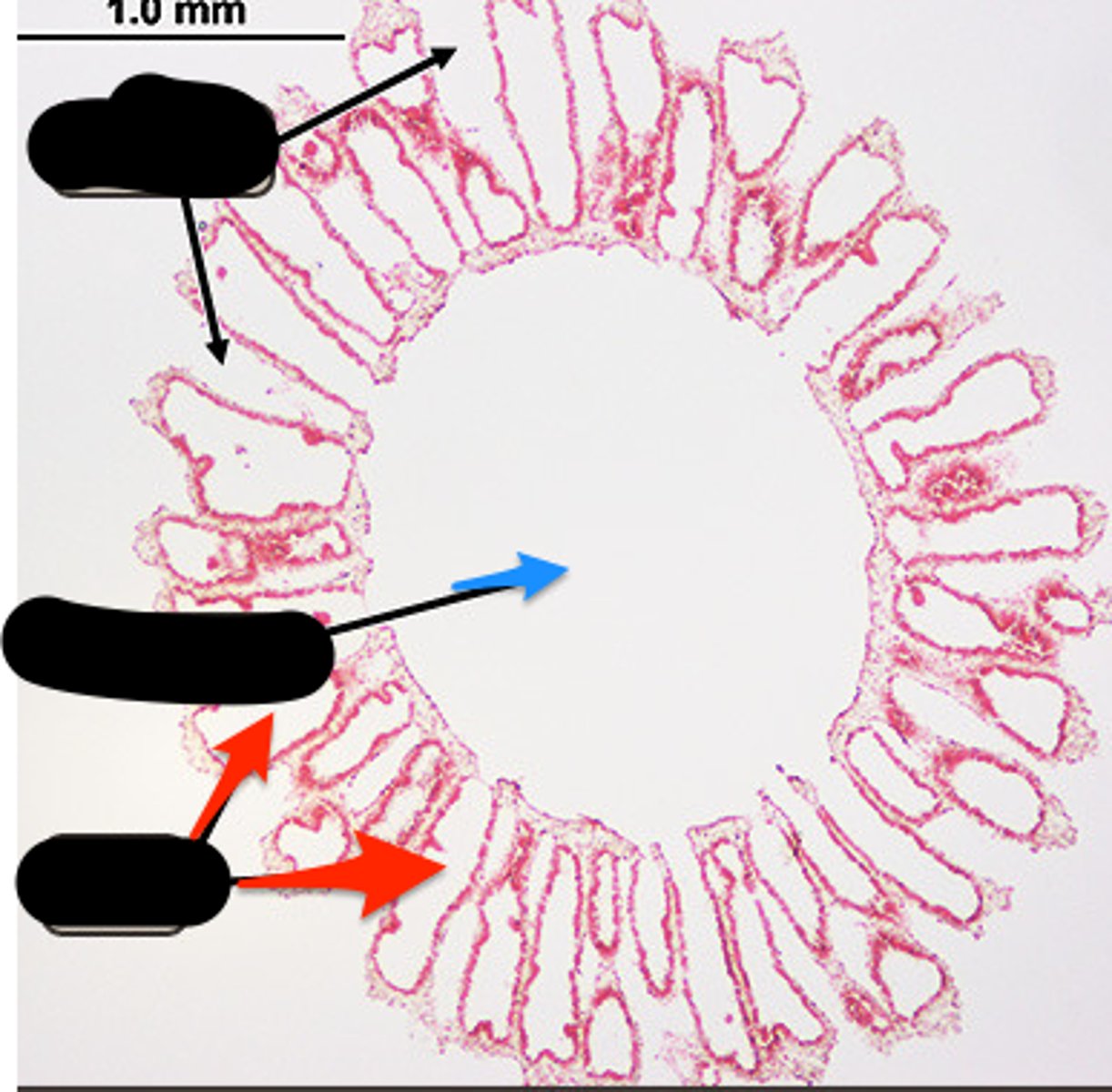 <p>name/phylum/subkingdom</p>