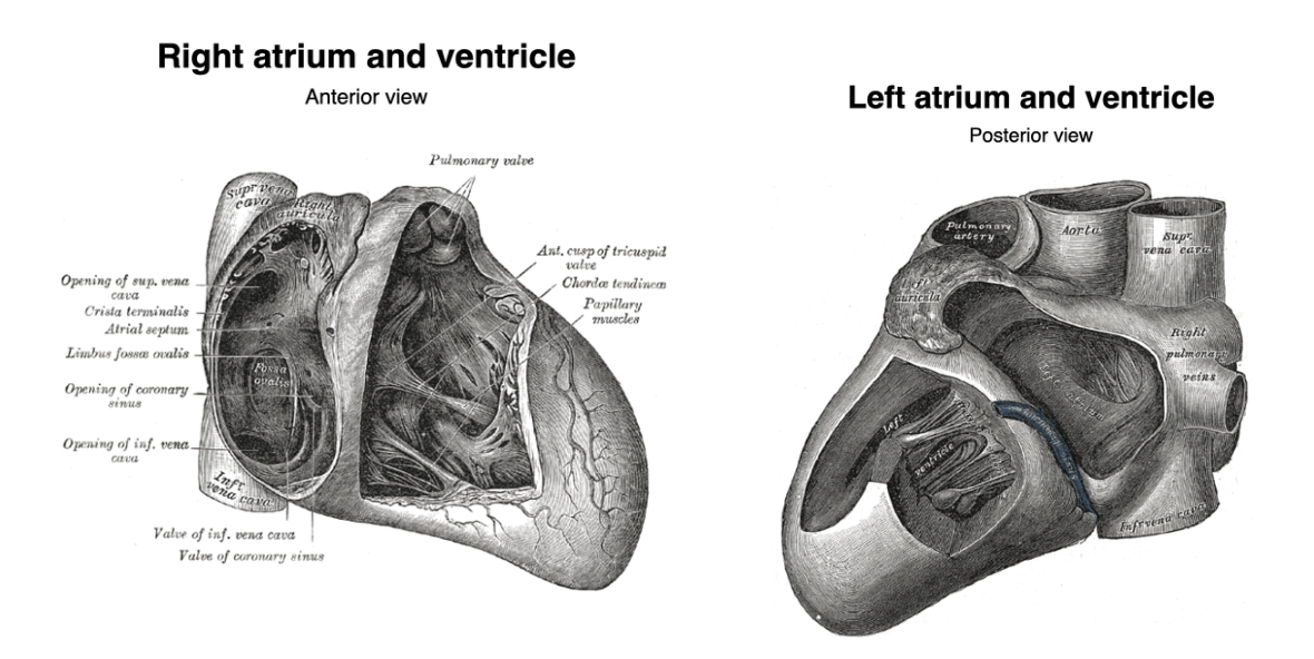 <p>D. Tâm thất phải</p>