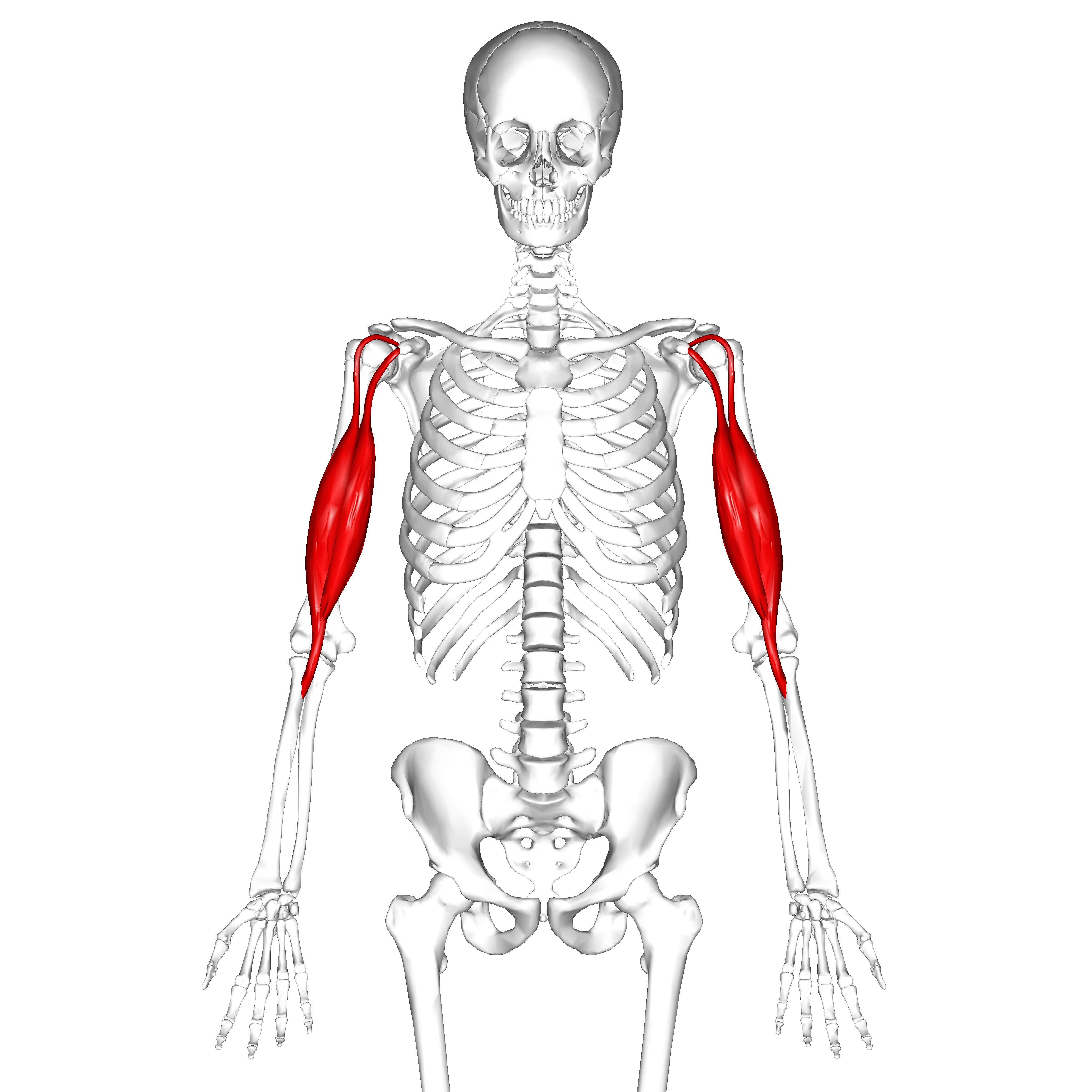 <p>The <strong><em><em></em></strong></em>__ muscle is known for its flexing action at the elbow and shoulder joints.</p>
