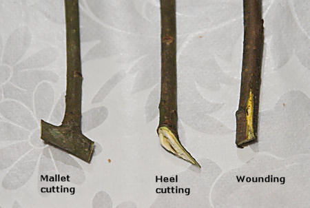 <ol><li><p>Mallet – small section of entire stem of older wood attached; not from last flush .</p></li><li><p>Heel – small portion of older wood attached; not from last flush of growth</p></li><li><p>Straight or simple</p></li></ol>