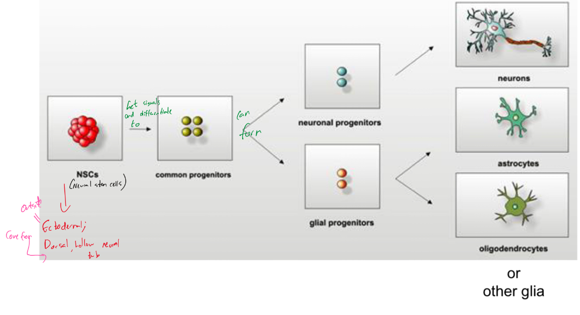 knowt flashcard image
