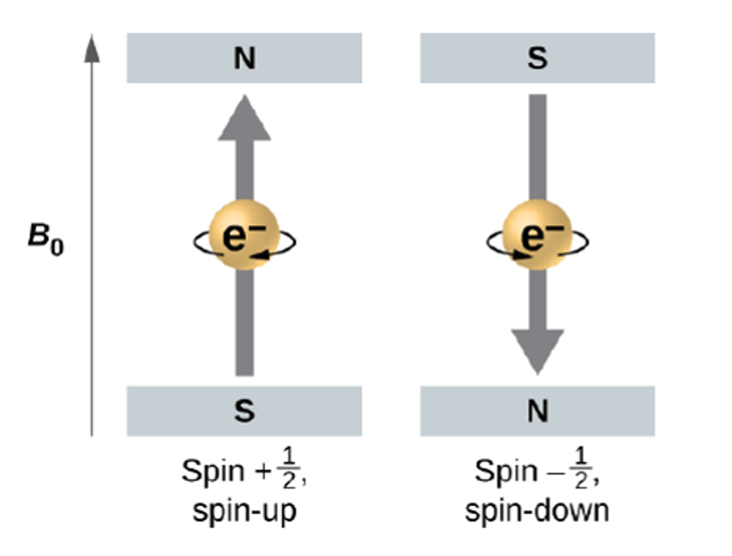 <p>name: spin</p><p>what it labels: electron spin</p><p>possible values: +1/2, -1/2</p>