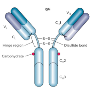 <p>IgG</p>