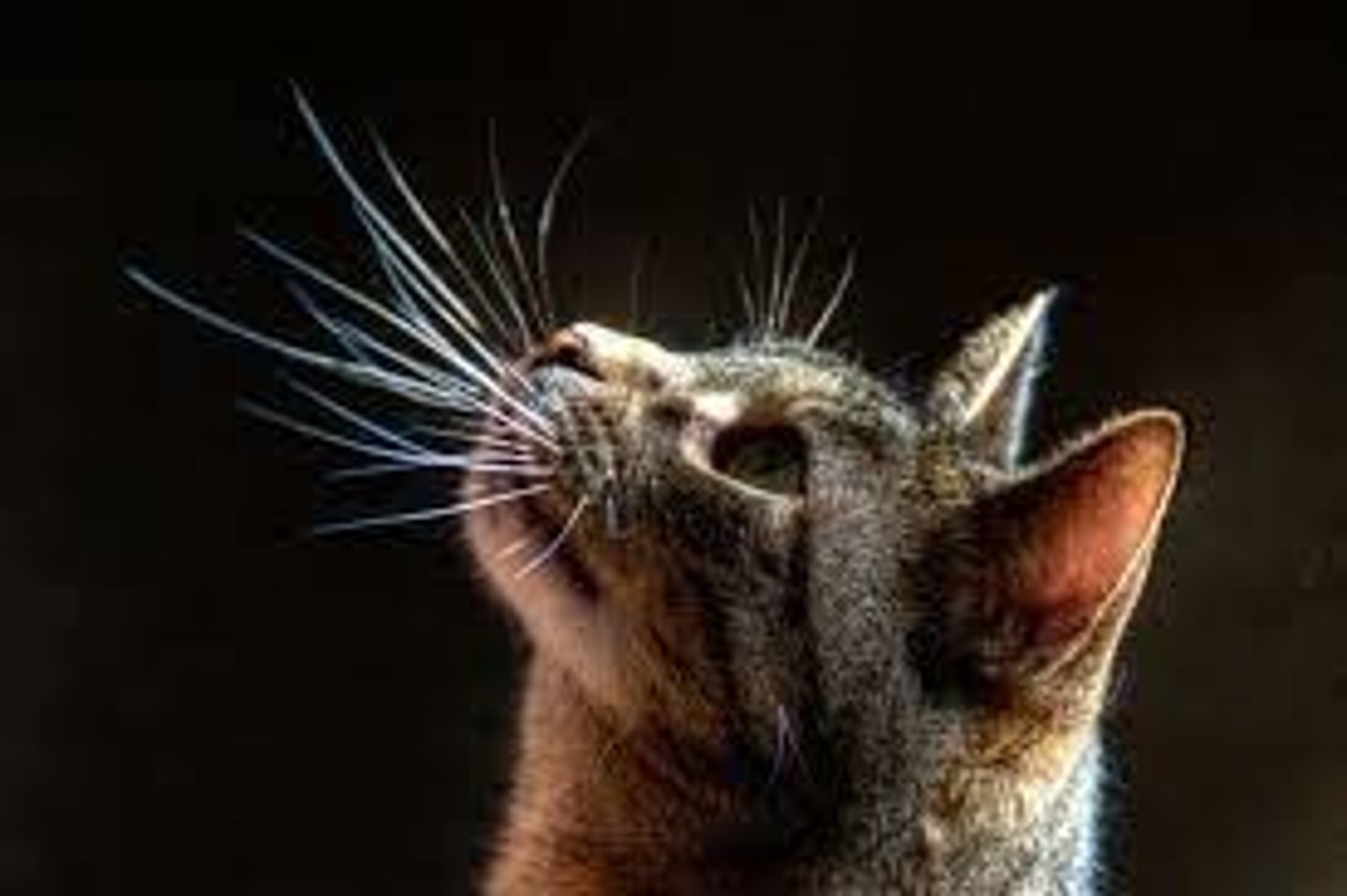 <p>Whiskers (sensory hairs)</p>