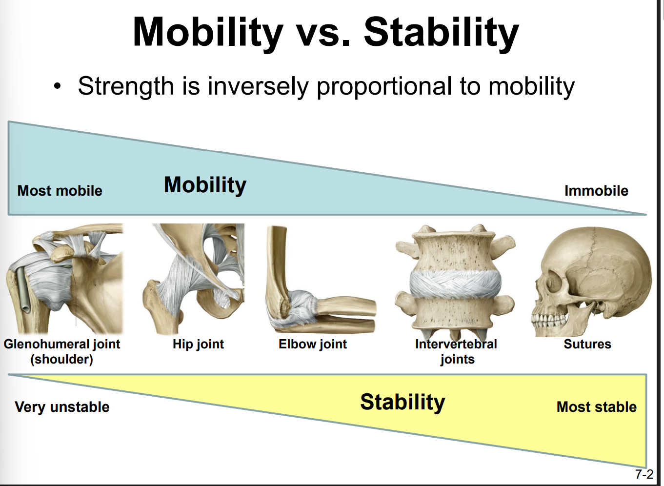 <ul><li><p>they are inversely proportional</p></li><li><p>the more mobile a joint is → the less stable it is</p></li><li><p>Most to least mobile:</p><ul><li><p>1) Glenohumeral joint (shoulder)</p></li><li><p>2) hip joint</p></li><li><p>3) elbow joint</p></li><li><p>4) intervertebral joints</p></li><li><p>5) sutures</p></li></ul></li></ul><p></p>