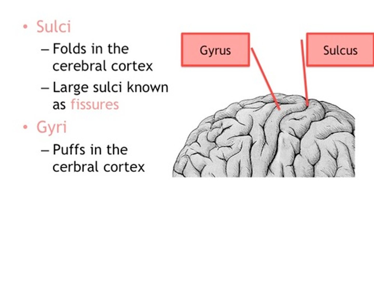 <p>Brain ridges or Brain wrinkles</p>