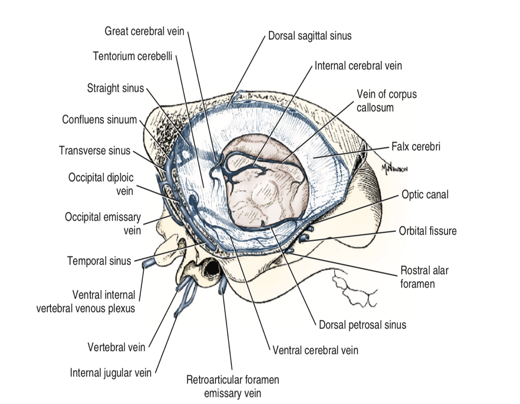 <p>Is a PAIRED SINUS</p><ul><li><p>The left and right transverse sinuses are joined in the midline to form a <strong>confluence of sinuses</strong></p><ul><li><p>Here, the dorsal sagittal sinus is received before it continues laterally, then dividing into the temporal and sigmoid sinuses </p></li></ul></li></ul><p></p>