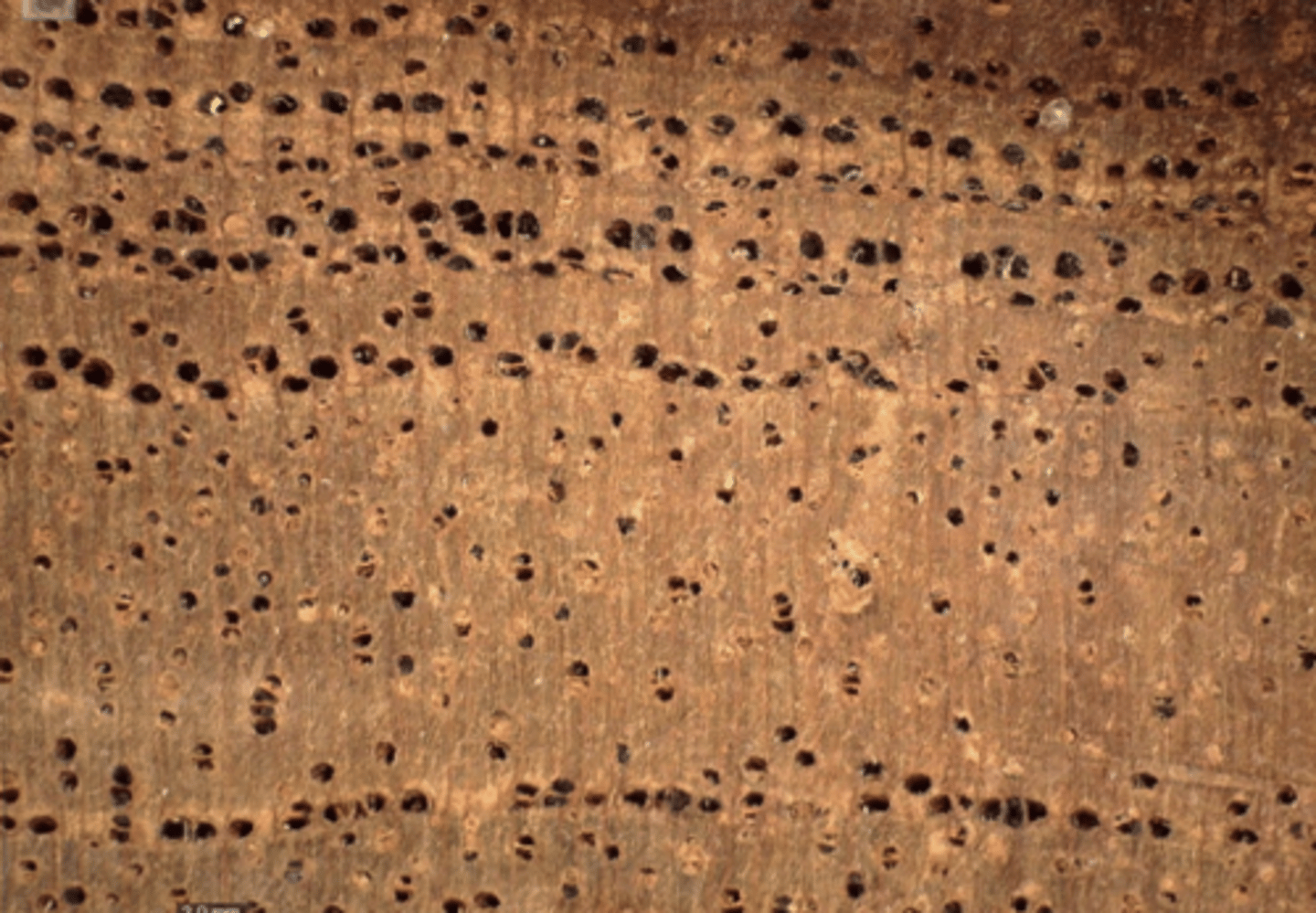 <p>Wood light red to dark reddish brown in color; Ring porous, blackish deposits. Multiple layers of earlywood cells</p>