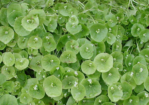 <p>Miner’s lettuce</p>