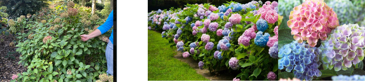 -bigger leaves
-clumps of flowers more ball shaped
-glossy leaves, smooth
-looks like a bundle of sticks out of the ground, no complex branches