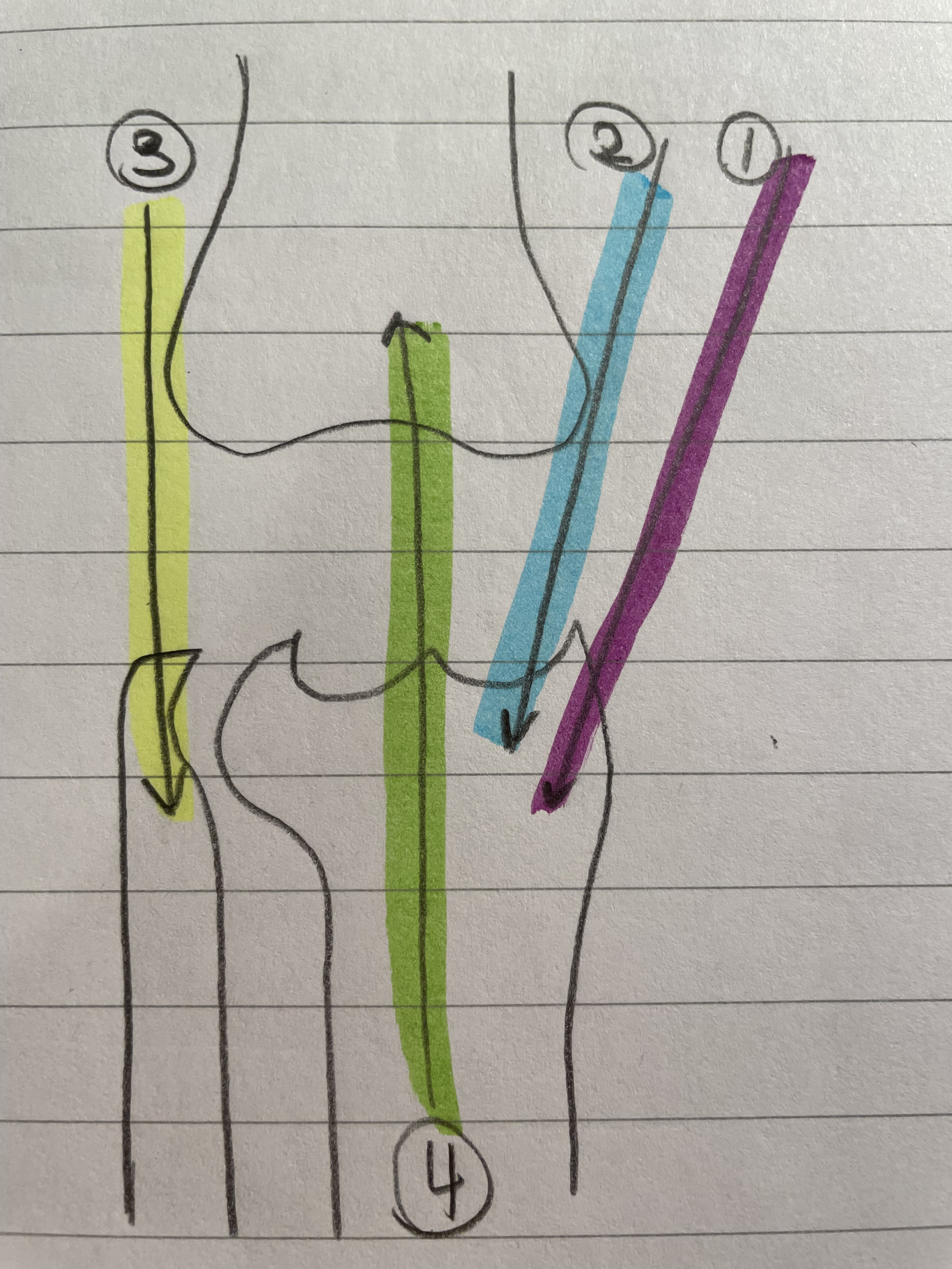 <ol start="4"><li><p><span style="color: green">Gastrocnemius</span></p></li></ol>