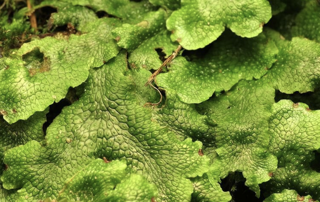 <p>What type of plant is this?</p>