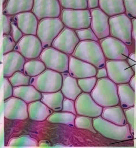<p>What tissue is this?</p>