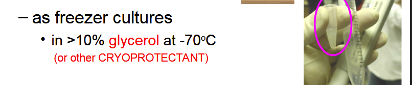 <p>A pure culture stored in more than 10% glycerol at -70°C (or other cryoprotectant) for long-term preservation.</p>