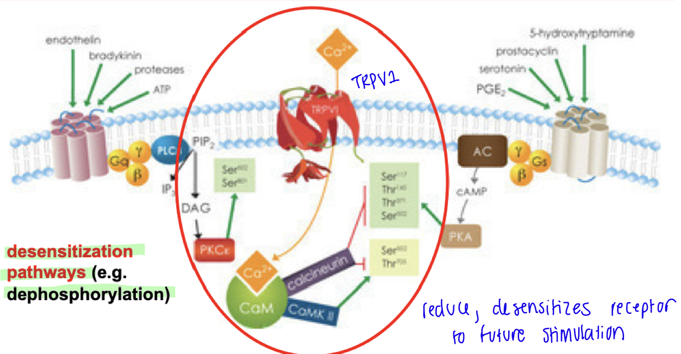 <p>DE-PHOSPHORYLATION - DESENSITIZES </p><p>If in presence of <strong>constant activation</strong> (ie. high dose / repetitive dose of agonists, blocking metabolism endogenous agonist), <strong>transient influx of Ca2+ which activates downstream target calmodulin</strong>, leads to phosphatase activity that <strong>de-phosphorylates</strong> and <strong>desensitizes </strong>TRPV1.</p><p>This <strong>down-regulates</strong> <strong>receptor sensitivity</strong> → next time agonist binds it will not create same response as before<strong> (decreased response to same dose)</strong></p>