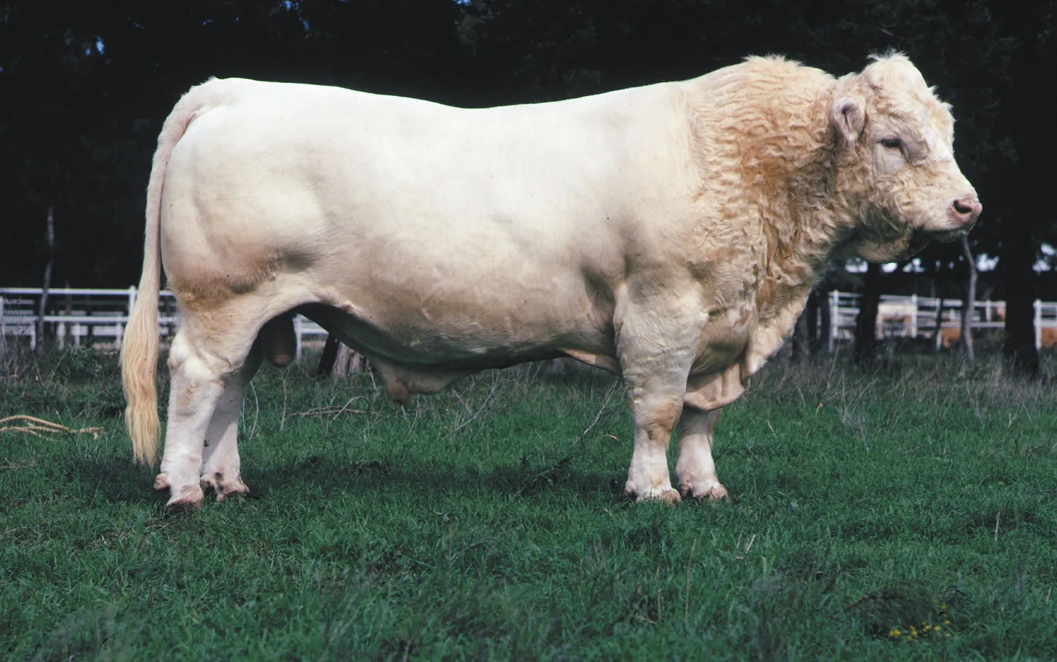 <p>One of the oldest of the French breeds of beef cattle. Heavily muscled in the round and loin</p>