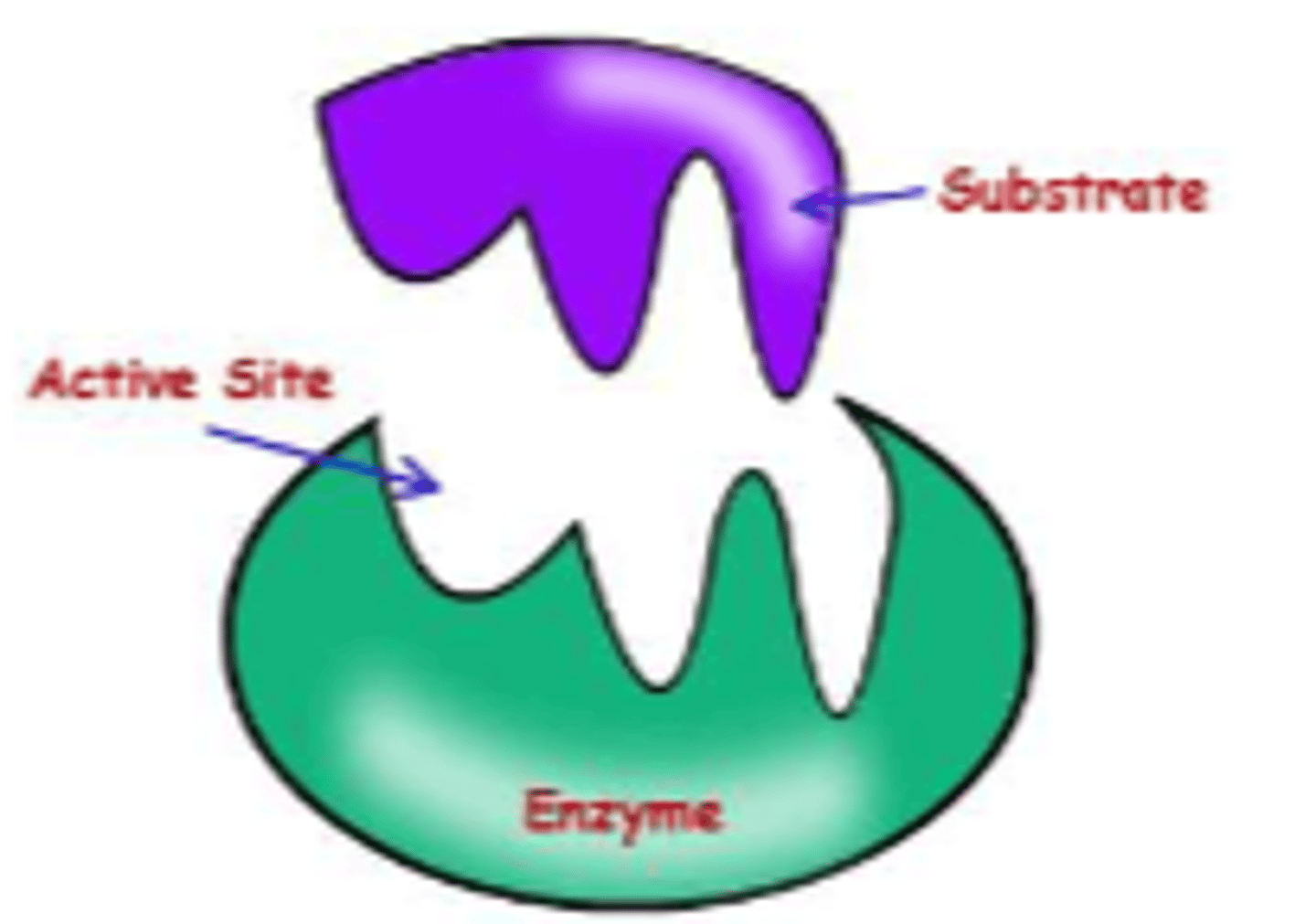 <p>enzymes are able to select just ONE SUBSTRATE</p>
