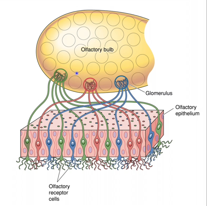 <p>To the olfactory bulb, where they synapse in specific structures called glomeruli.</p><p></p><p>Odorants activate olfactory receptor neurons in the olfactory epithelium</p><p>	•	These neurons generate action potentials</p><p>	•	Their axons pass directly into the olfactory bulb</p><p>Convergence in the olfactory bulb</p><p>	•	Olfactory receptor neurons that express the same receptor type all project to the same glomerulus</p><p>	•	Each glomerulus therefore represents one receptor identity</p><p>	•	This creates a spatial “map” of odor information</p><p>Synaptic relay</p><p>	•	In the glomeruli, olfactory receptor neuron axons synapse onto:</p><p>	•	Mitral cells</p><p>	•	Tufted cells</p><p>	•	Glutamate is released at these synapses</p><p>Transmission to higher brain areas</p><p>	•	Mitral and tufted cell axons carry the signal out of the olfactory bulb</p><p>	•	Information is sent directly to higher brain regions</p>