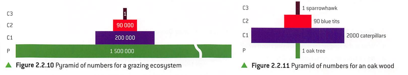 length of each bar gives measure of relative numbers

most pyramids are broad at base and have many individuals in producer level, but some may have single large plant, a tree as producer, so base is one individual that supports many consumers