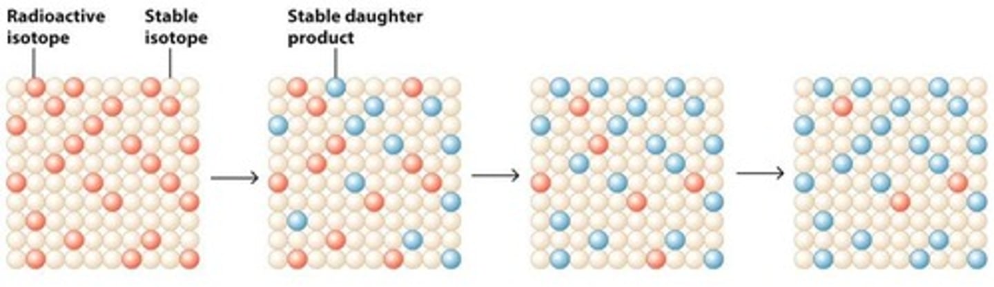 <p>The breakdown of a radioactive isotope, which emits energy and can be measured to determine age.</p>