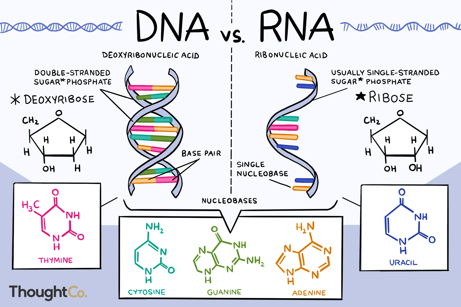 <ul><li><p>“chemical cousin of DNA”</p><ol><li><p>ribose replaces deoxyribose (different sugar) </p></li><li><p>uracil base replaces the thymine base</p></li></ol></li></ul><p></p>
