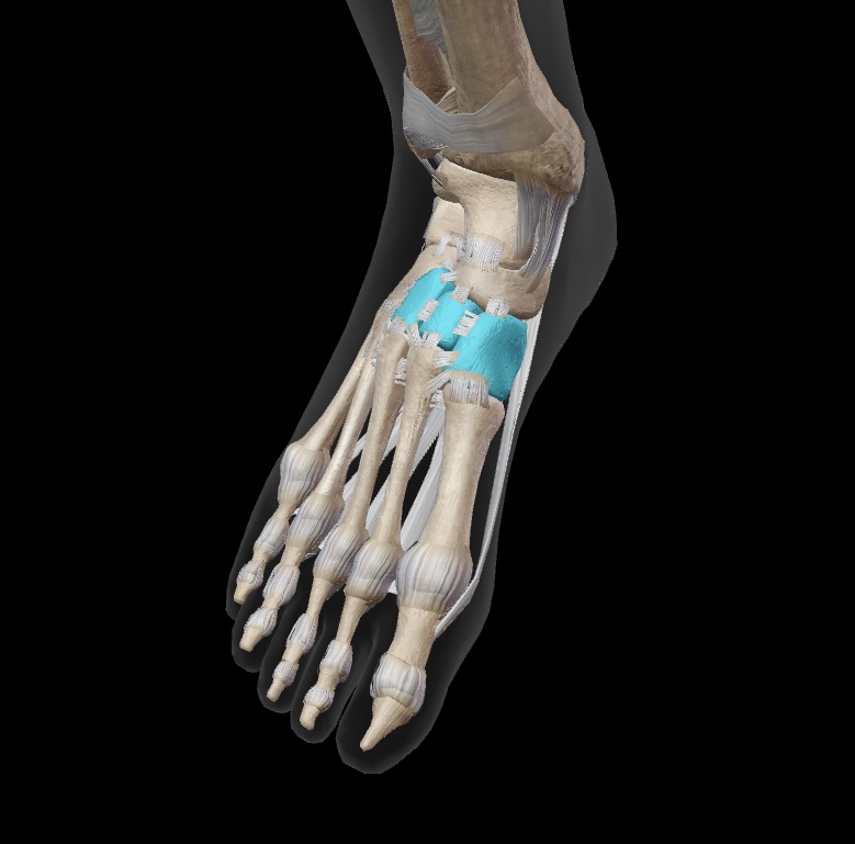 <p>three bones sit anterior to navicular on the medial aspect of the mid-foot</p>