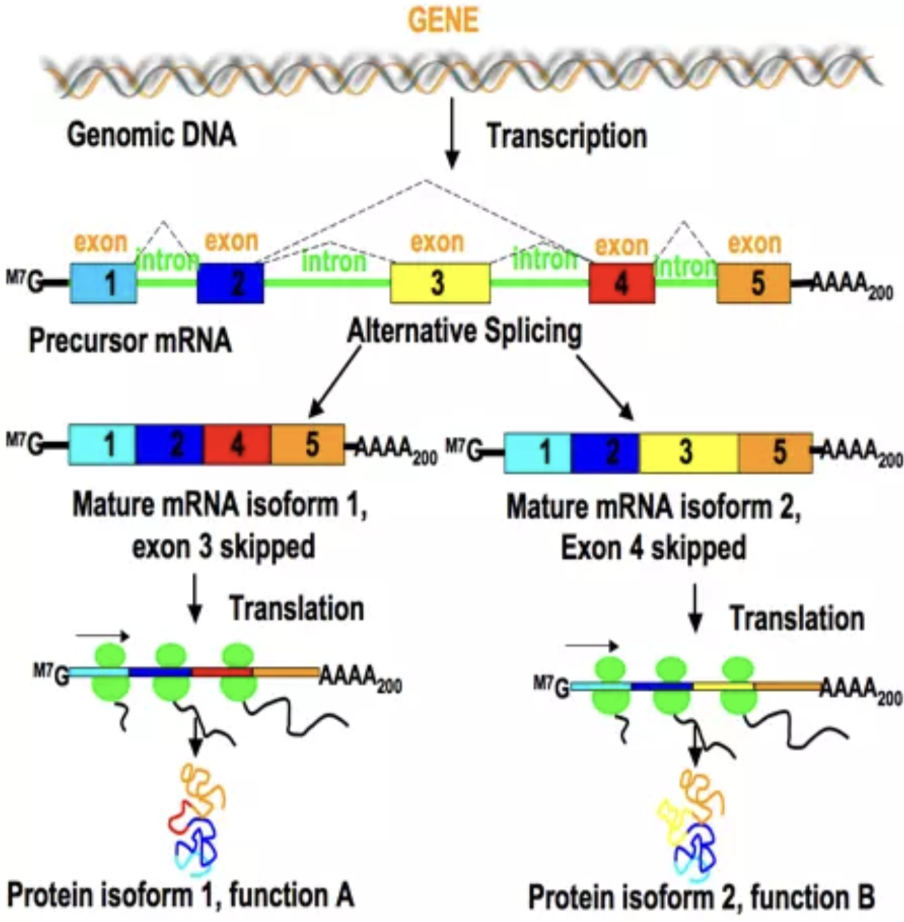 <p>Precursor mRNA may form different mature mRNAs because different exons are kept.</p>