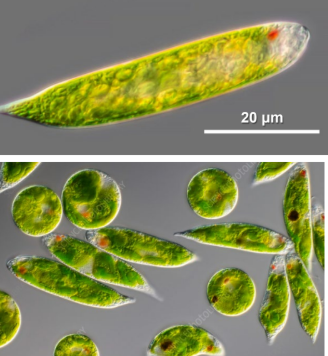 <p>(frw-sw benthic/planktonic)size rang around 15-500um Potentiall toxic</p>