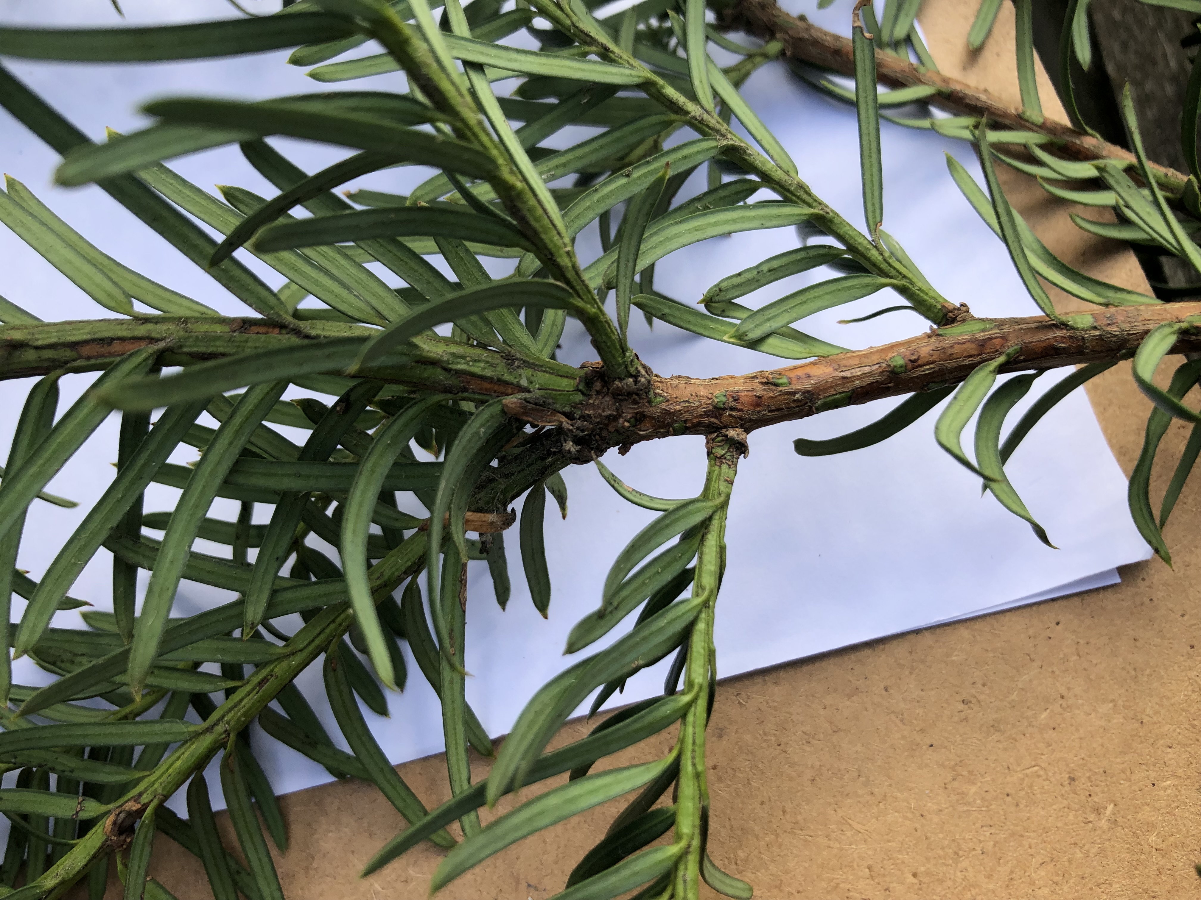 <p>Taxus baccata light preference </p>