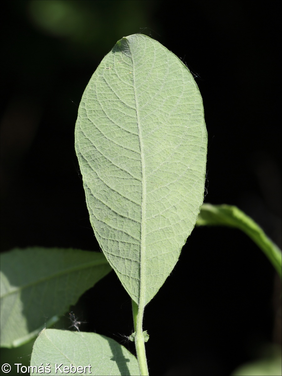 <p>Salix aurita</p>