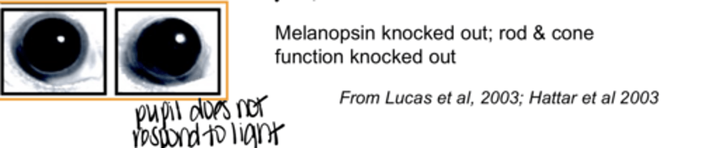 <p>Pupil Function in Mice with Melanopsin and Rod/Cone Function Knocked Out (Pic)</p>