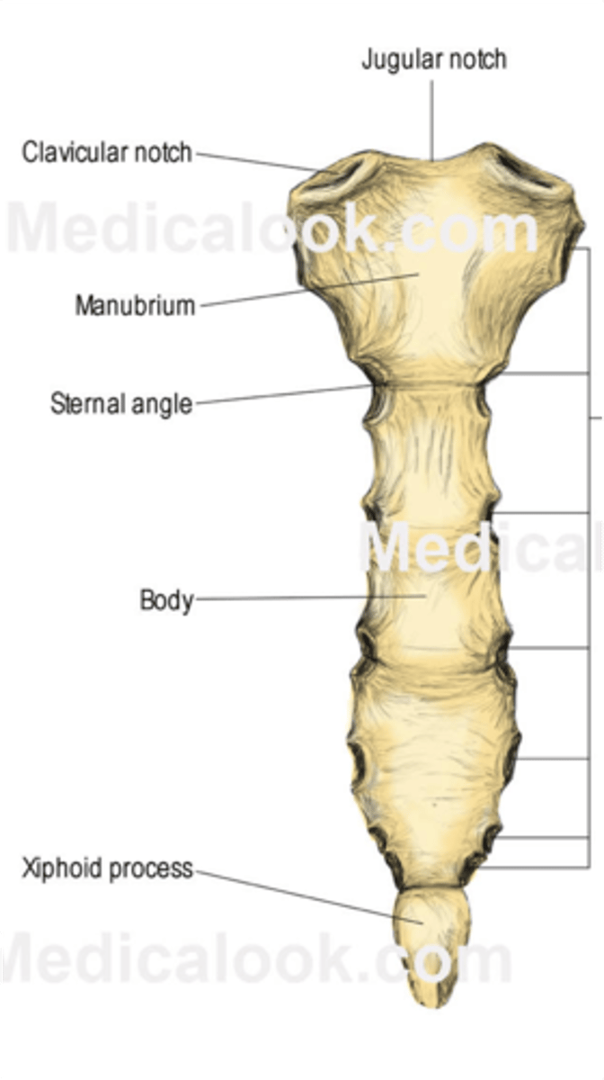 <p>1. manubrium</p><p>-clavicular notch (two)</p><p>-jugular notch (one)</p><p>2. body of sternum</p><p>3. xiphoid process</p><p>-tip at bottom</p>