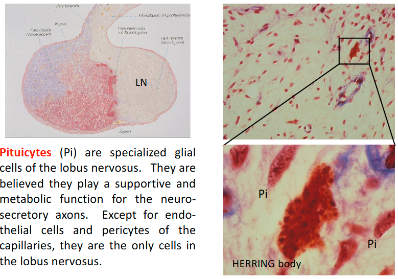 <p>Neurosecretory material in the posterior lobe LN HERRING body Pituicytes (Pi) are specialized glial cells of the lobus nervosus. They are believed they play a supportive and metabolic function for the neuro- secretory axons. Except for endo- thelial cells and pericytes of the capillaries, they are the only cells in the lobus nervosus.</p><ul><li><p>Helps the secretion of neuro-hormones</p></li></ul><p></p>