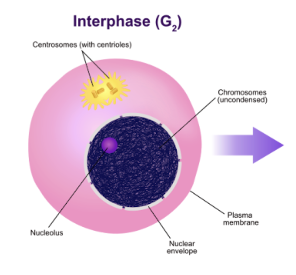 <p>In actively dividing cells, the G, S, and G, phases are collectively known</p><ul><li><p>The cell grows and copies its chromosomes in preparation for cell division.</p></li></ul><p></p>