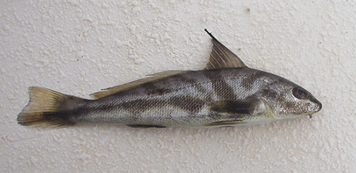 <p>Northern King Fish</p>