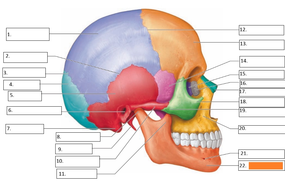 <p>22</p>