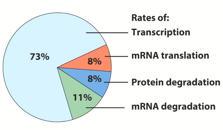 <p>Transcriptional Regulation</p>