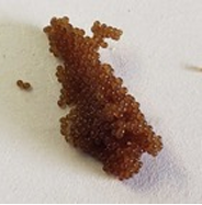 <p>What does this image show?</p>