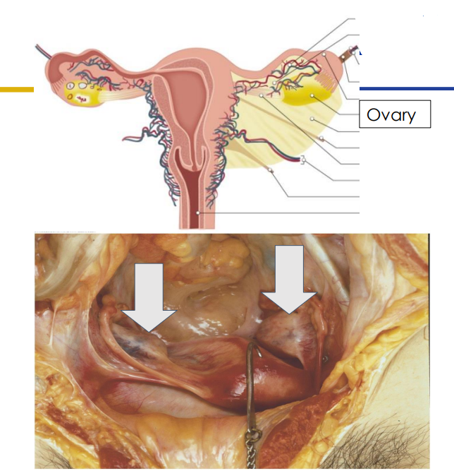 <p>Ovaries</p>