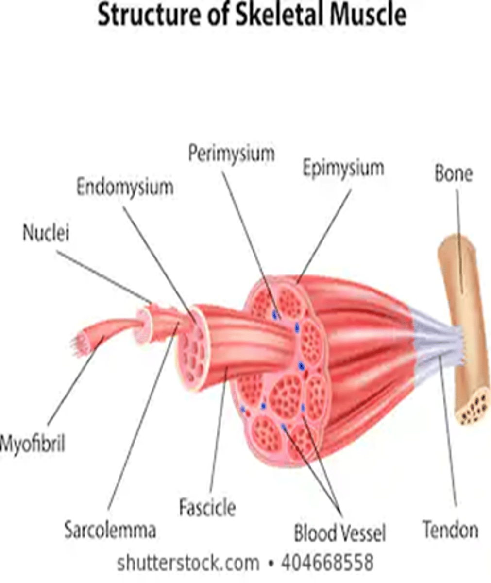 <p>Excitability, contractility, extensibility, elasticity</p>